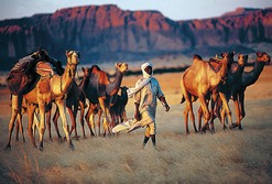 Tschad: Abenteuer Tibesti - Kamelfhrer